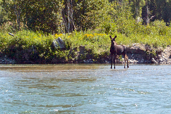 Elk Cub