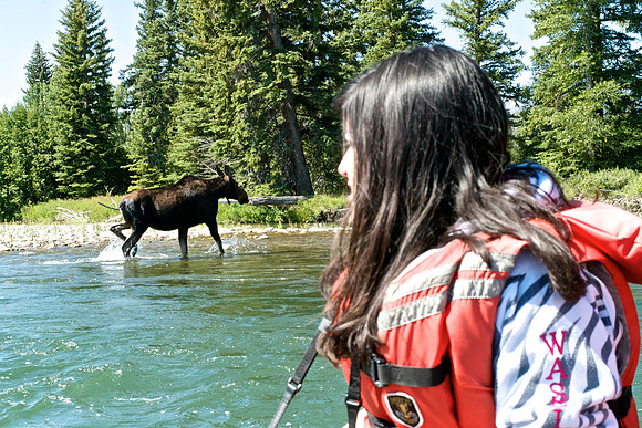 Elk Mom