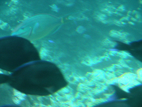 DSC00933_DCE