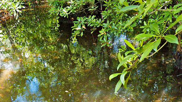 Nature Sanctuary