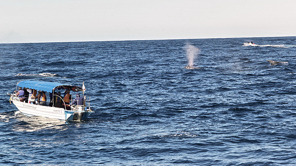Gray Whale II