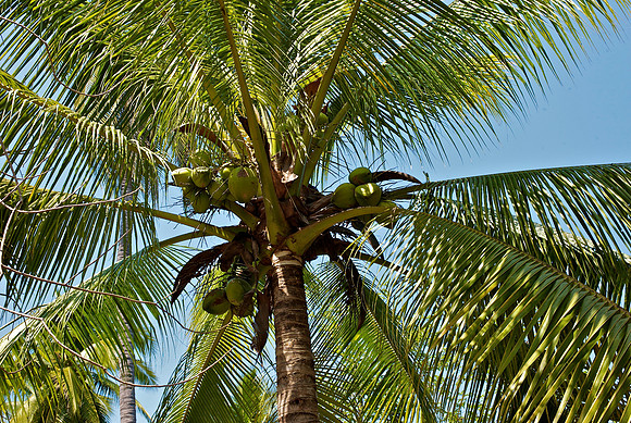 The Coconuts