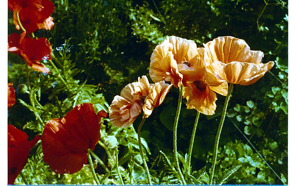 schenk photo scans_20190316_0117