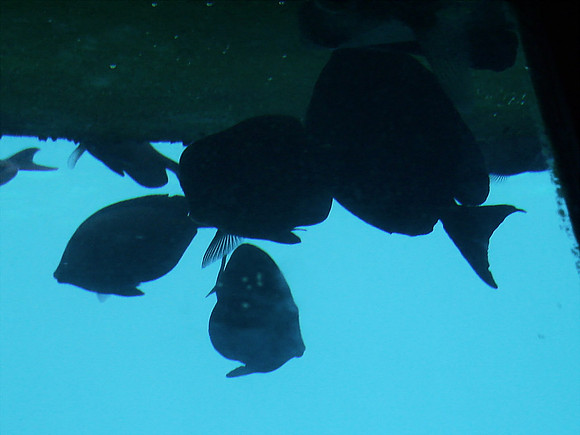 DSC00939_DCE