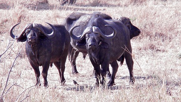African Buffalo
