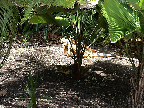 DSC01061_DCE