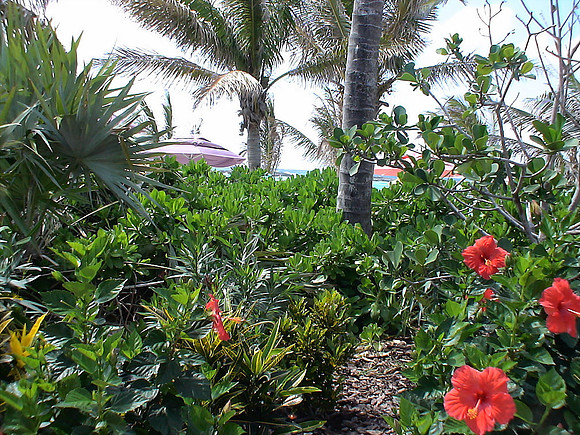 DSC01286_DCE