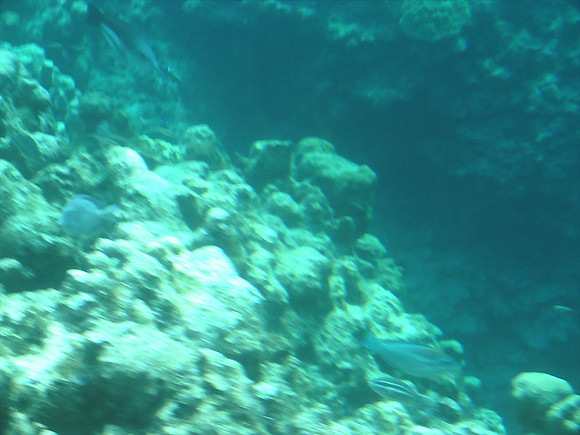 DSC00930_DCE