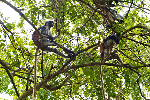 Red Colubus Monkeys