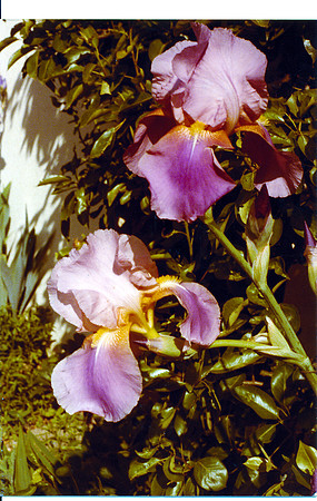 schenk photo scans_20190316_0128