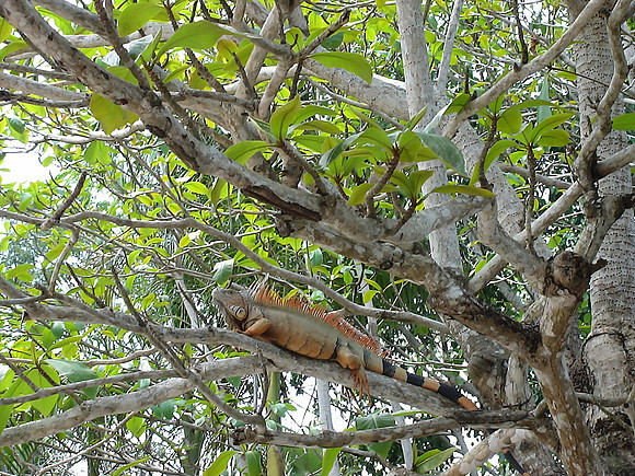 DSC01024_DCE