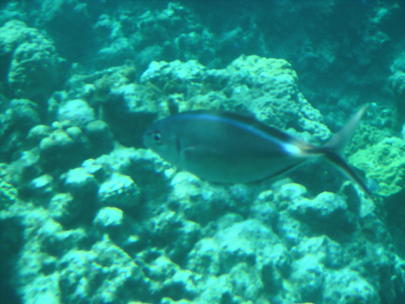 DSC00934_DCE