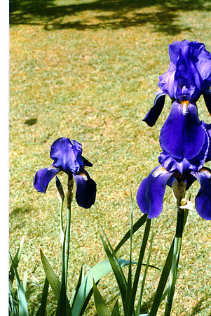 schenk photo scans_20190318_0017