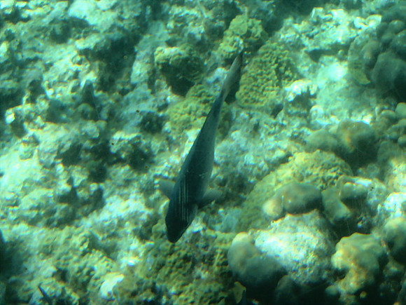 DSC00936_DCE