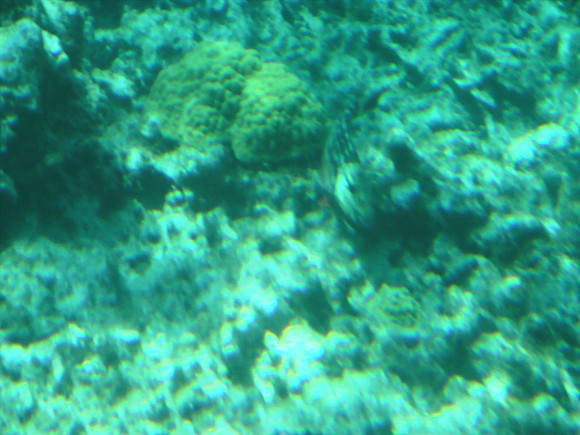 DSC00935_DCE