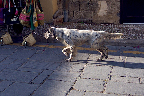 Dog On A Mission