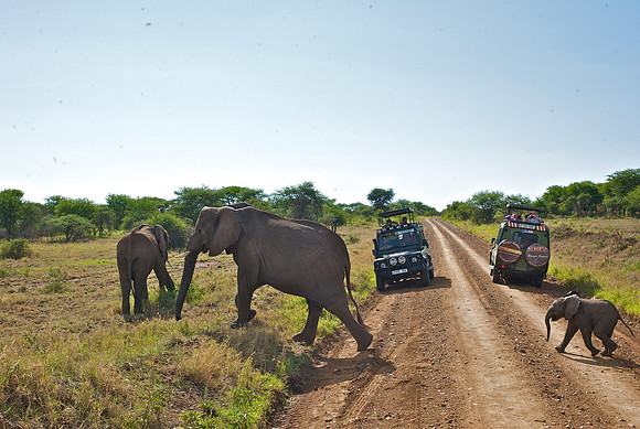 Elephant Crossing