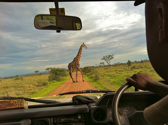 Giraffe Right O'Way
