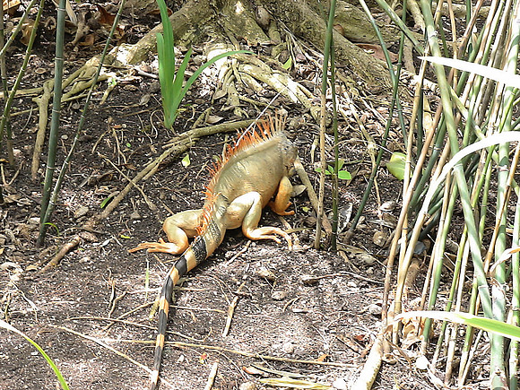 DSC01026_DCE