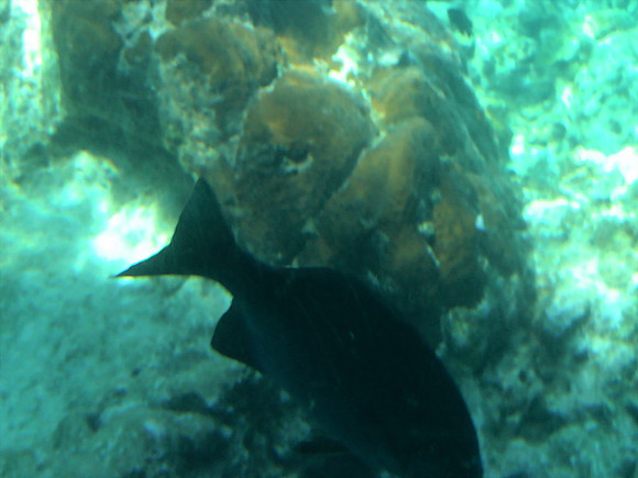 DSC00938_DCE