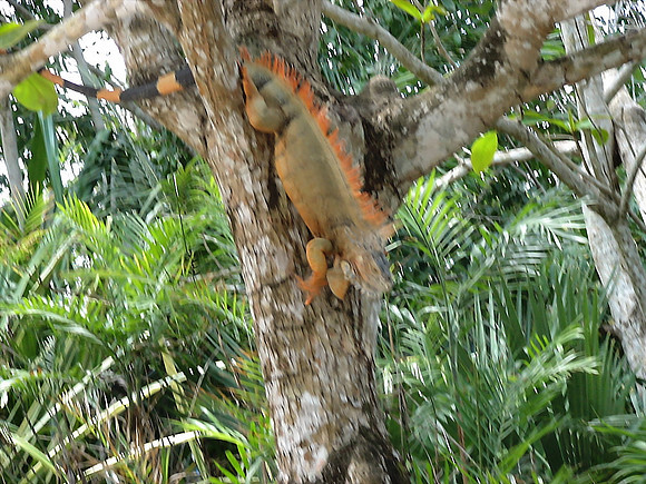 DSC01025_DCE