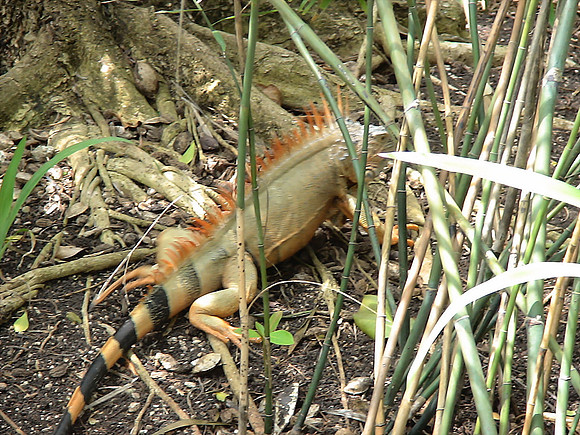 DSC01027_DCE