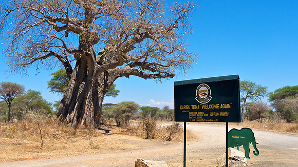 Africa's famous Baobab Tree