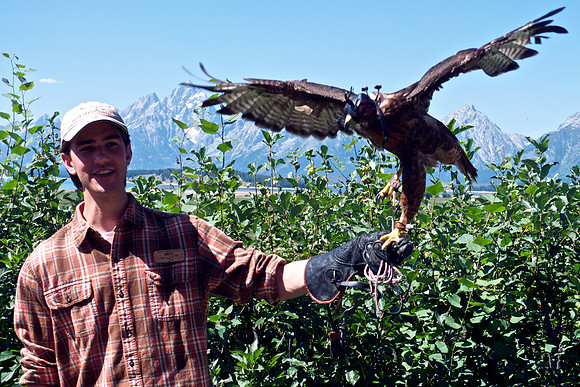 Osprey Bird