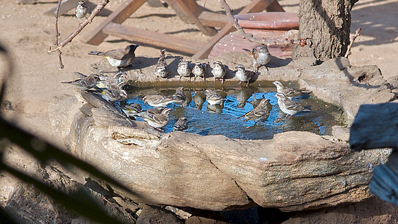 Bird Bath