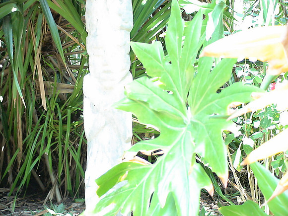 DSC01051_DCE