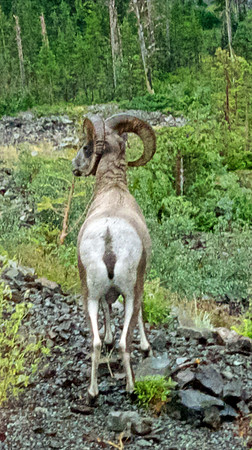 Mountain Goat